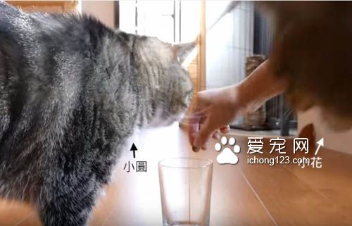 貓奴把乾乾丟進玻璃杯里 測試貓咪慣用哪只手