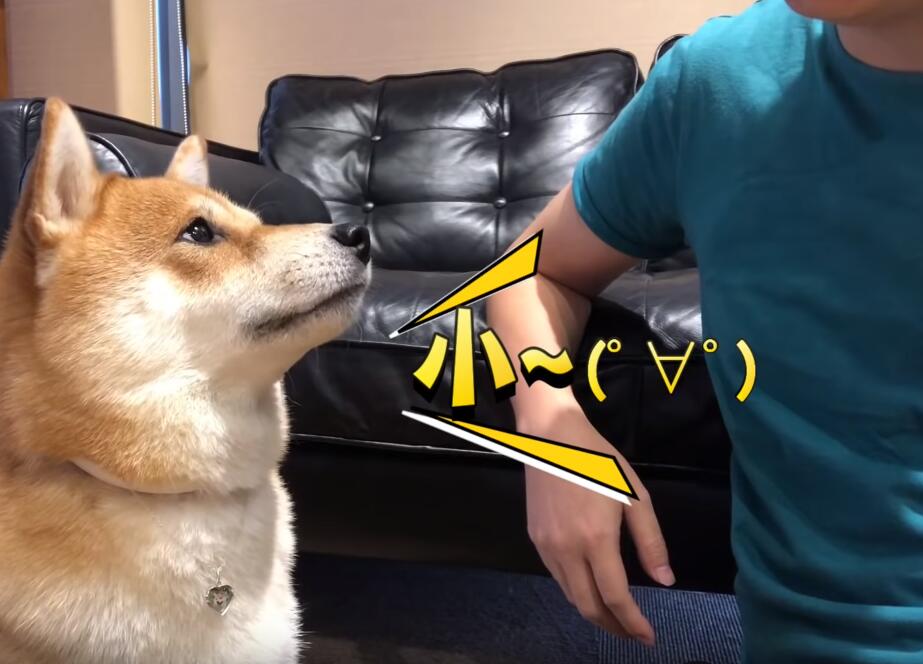 超自戀的柴犬 說不可愛就肉拳攻擊