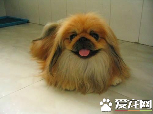 長不大的寵物狗