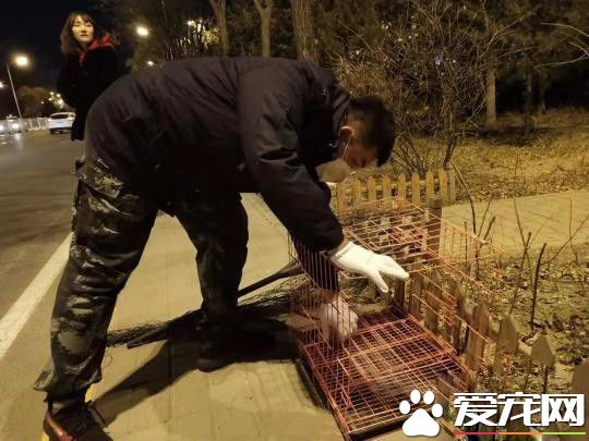 現實版的忠犬八公！小狗苦等車禍身亡女主人80天