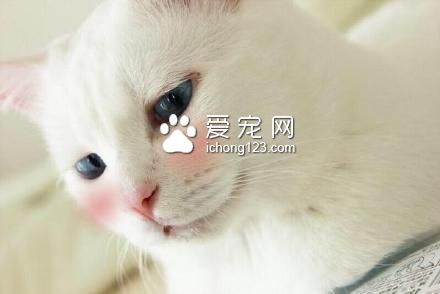高冷的喵星人被打上腮紅之后