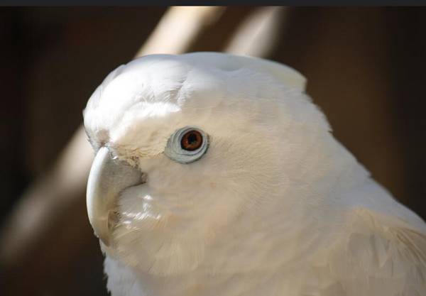 大白鳳頭鸚鵡去哪買