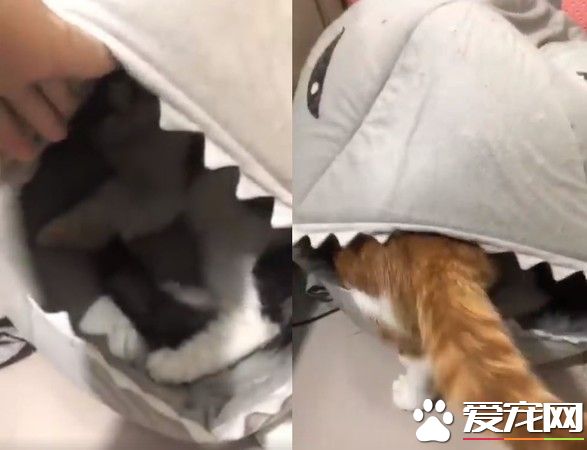 鯊魚貓窩被橘貓壓扁 飼主撥開里面黑白貓超無辜