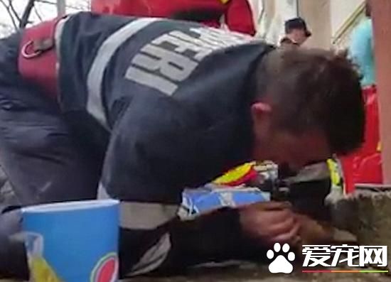 羅馬尼亞消防員為救寵物狗 不惜人工呼吸