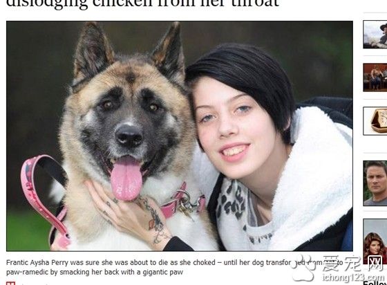 在主人最危急的時候 秋田犬猛力一拍 救了主人一命
