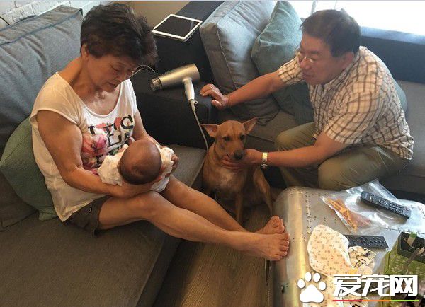 阿公馬殺雞服務 犒賞照顧寶寶的米克斯保姆