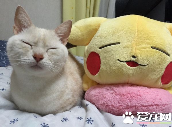 日本貓咪撞臉皮卡丘抱枕 睡姿表情神同步