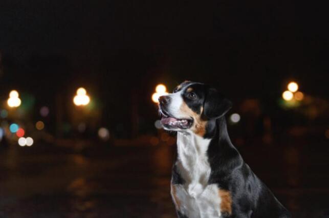 狗狗夜間氣喘是怎么回事 狗狗夜間氣喘的五個原因