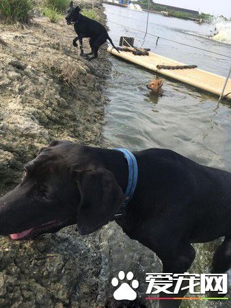 高山犬叼大魚上岸想幫自己加菜 可愛模樣笑翻網友