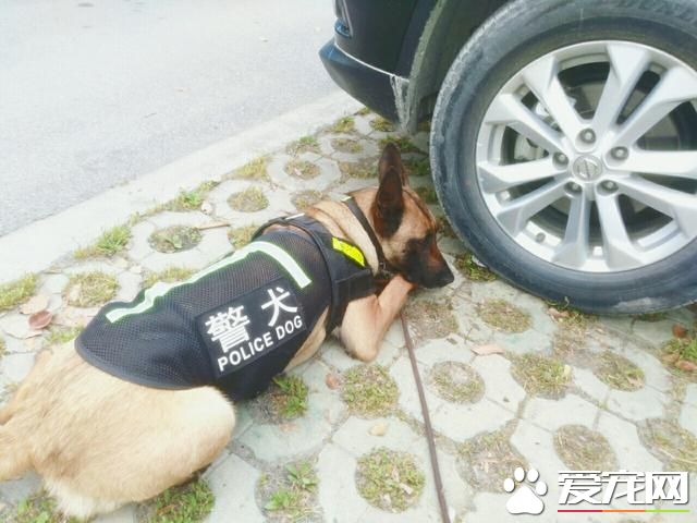 警犬很辛苦？和寵物狗一比，警犬待遇不比王思聰愛犬王可可差！