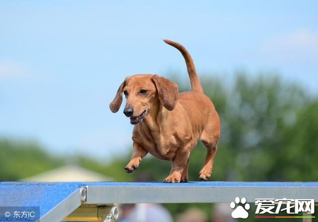 活潑可愛的臘腸犬的介紹 以及相關訓練