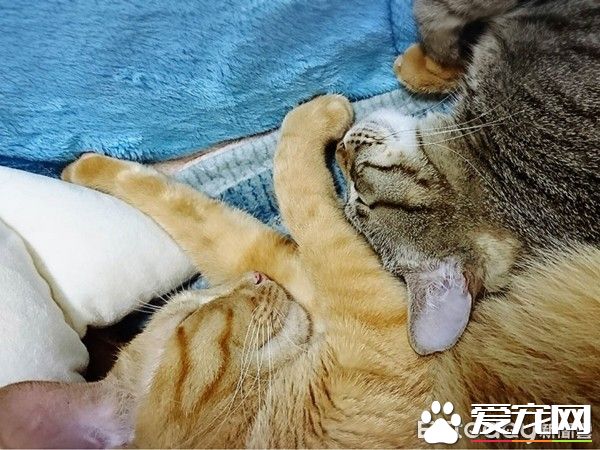爸爸的吸貓癥再發作 該是橘貓椪柑和虎斑跳跳上場啦