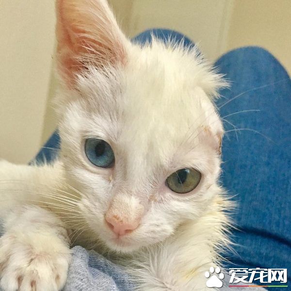 患病小貓耳朵被線絞斷 好心貓奴的照顧下蛻變成美貓
