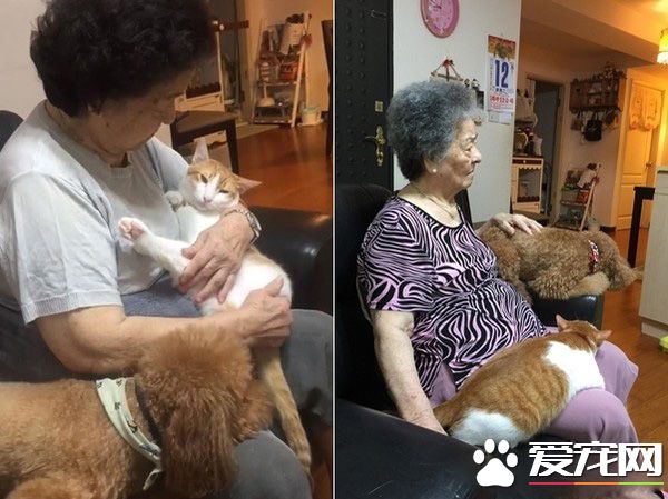 阿嬤的跟屁蟲 被截肢貓咪暖心陪伴老人