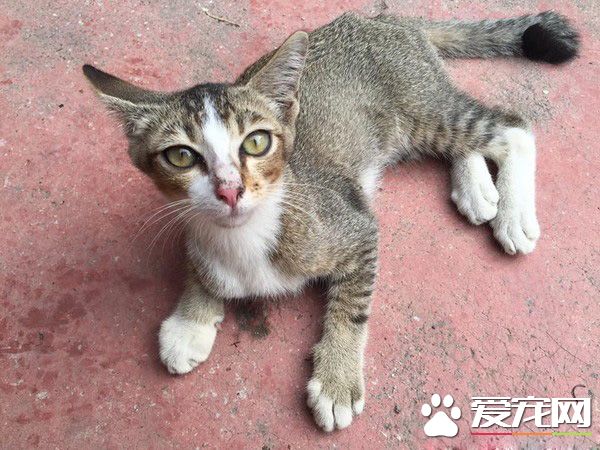 浪浪被收養前面似外星人 四個月后宛如換了只貓