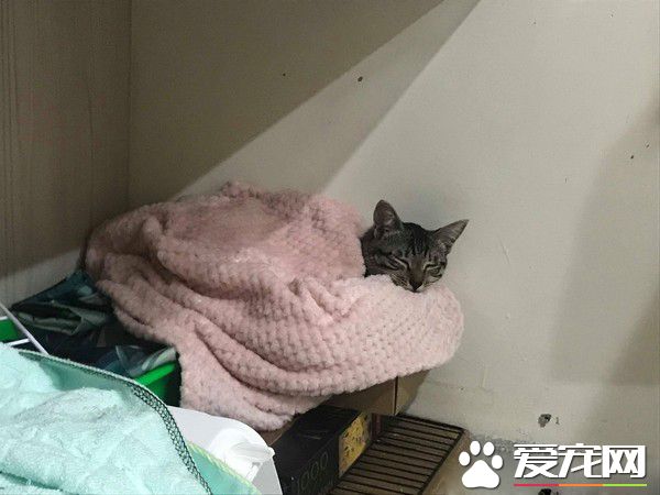 虎斑貓偷穿亮眼粉紅色洋裝 馬麻傻眼：這是要去哪