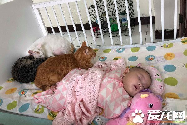 貓主子們陪伴小主人睡覺 網友直呼畫面好療愈！