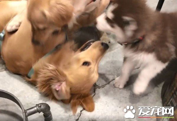 是誰欺負我妹妹！哈士奇遭欺負姐姐來替妹妹報仇