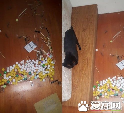 貓咪百香果愛收藏   一大堆瓶蓋正在被集齊