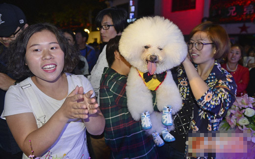 無錫首屆寵物狗婚禮吸引了眾多犬迷的參與