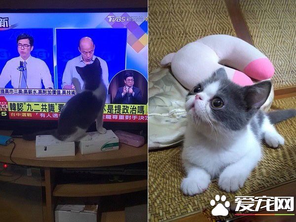 跟著禿子走 超萌的喵星人狂盯韓國瑜