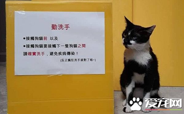 愛蹭討摸的獨眼貓 親人性格成動物之家的迎賓貓