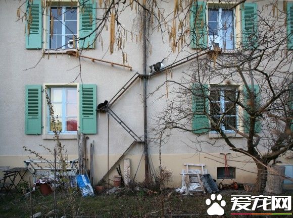 攝影師發現瑞士奇景 每家都有貓咪專屬的貓樓梯