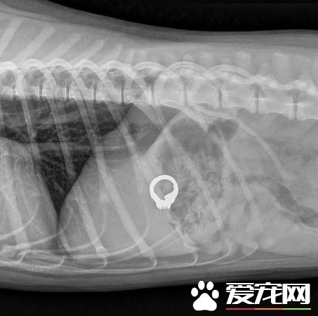 馬麻的婚戒丟失 最后發現被調皮汪吃進肚子了