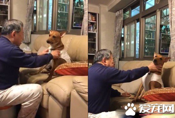 阿公馬殺雞服務 犒賞照顧寶寶的米克斯保姆