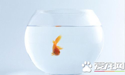 只養一只金魚是犯法 瑞士政府孤單就是虐待
