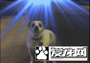 狗是否知道自己是狗？