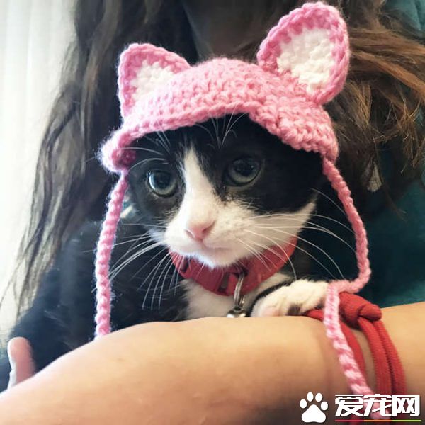 貓咪耳朵尾巴被割掉 在志工幫助下找到超適合的貓奴