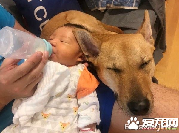 超溫馨！懷孕養寵沒問題 狗姐姐暖心愛寶寶