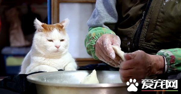 光是看照片就快熱淚盈眶！貓叔陪伴老奶奶超暖心