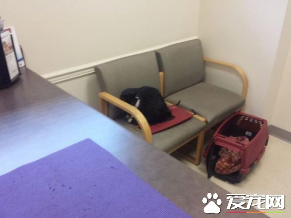 貓兄弟初看醫生爭相躲水槽 模樣超級可憐卻又好笑