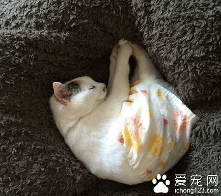 日本貓奴愛替主子穿衣打扮 其實背后是奴才滿滿的愛