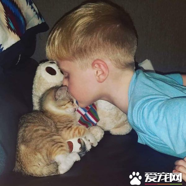 小貓被困高速路中央動彈不得 幸得好心人解救