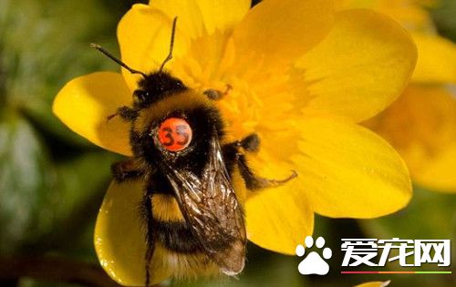 倫敦大學的學者 替百只蜜蜂裝上牌照