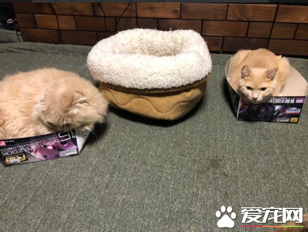 五貓無視舒適睡窩 對紙箱卻情有獨鐘