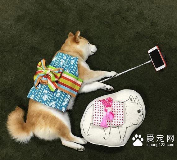 教你給睡夢中的狗狗打造文藝氣質！