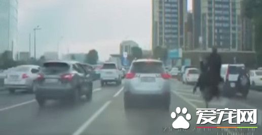 哈薩克男騎鴕鳥瘋狂超車 塞整路的駕駛都羨慕他