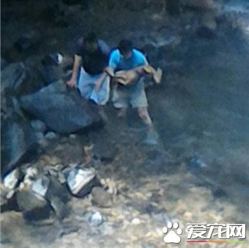 小山羌跑過頭墜谷 兩型男涉水搶救