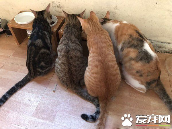 貓媽胸前掛兩喪尸超辛苦 上廁所也不得安寧
