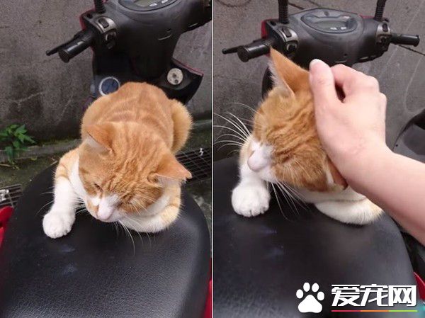 浪橘淋雨機車坐墊上睡覺 始終沒有家只能流浪