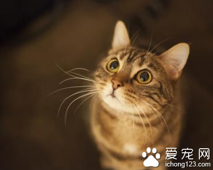 美國一只小貓在經歷種種磨難后重新回到主人的懷抱