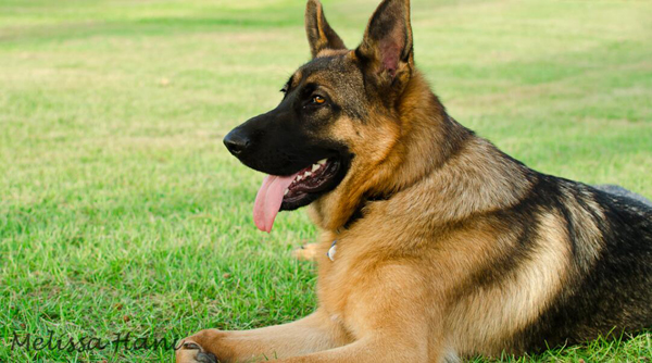 東德牧羊犬顏色標準