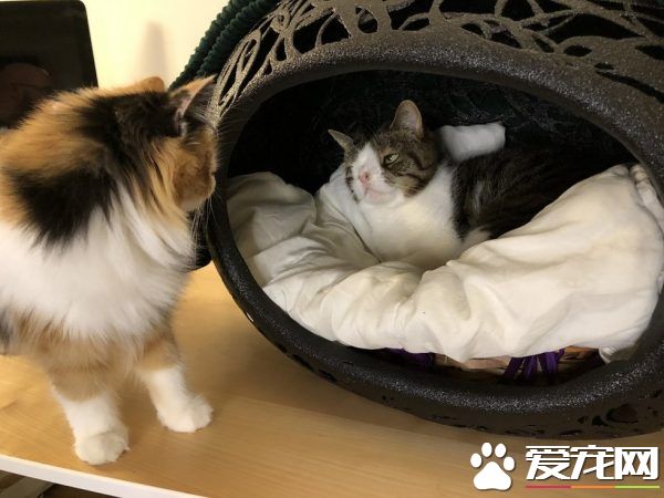 根本是命中注定 無鼻樑貓遇到一樣長相的貓哥哥