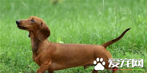寵物臘腸犬