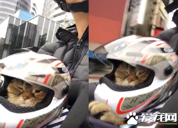 粗心爸爸忘記關上遮風罩 兜風貓肉臉被風吹成麻糬