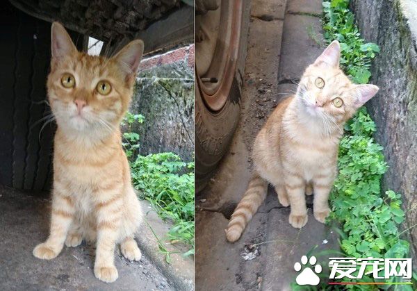 下一餐還會有嗎? 可愛橘貓讓愛媽無奈又心疼